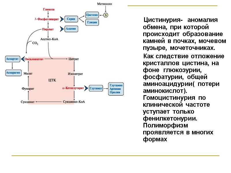Цистинурия-  аномалия обмена, при которой происходит образование камней в почках, мочевом пузыре, мочеточниках.